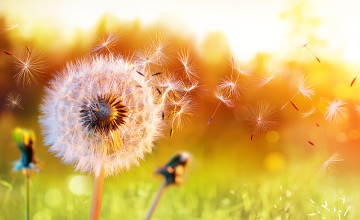 What are pollen and grass allergies? (Article) What are pollen and grass allergies? (Article)